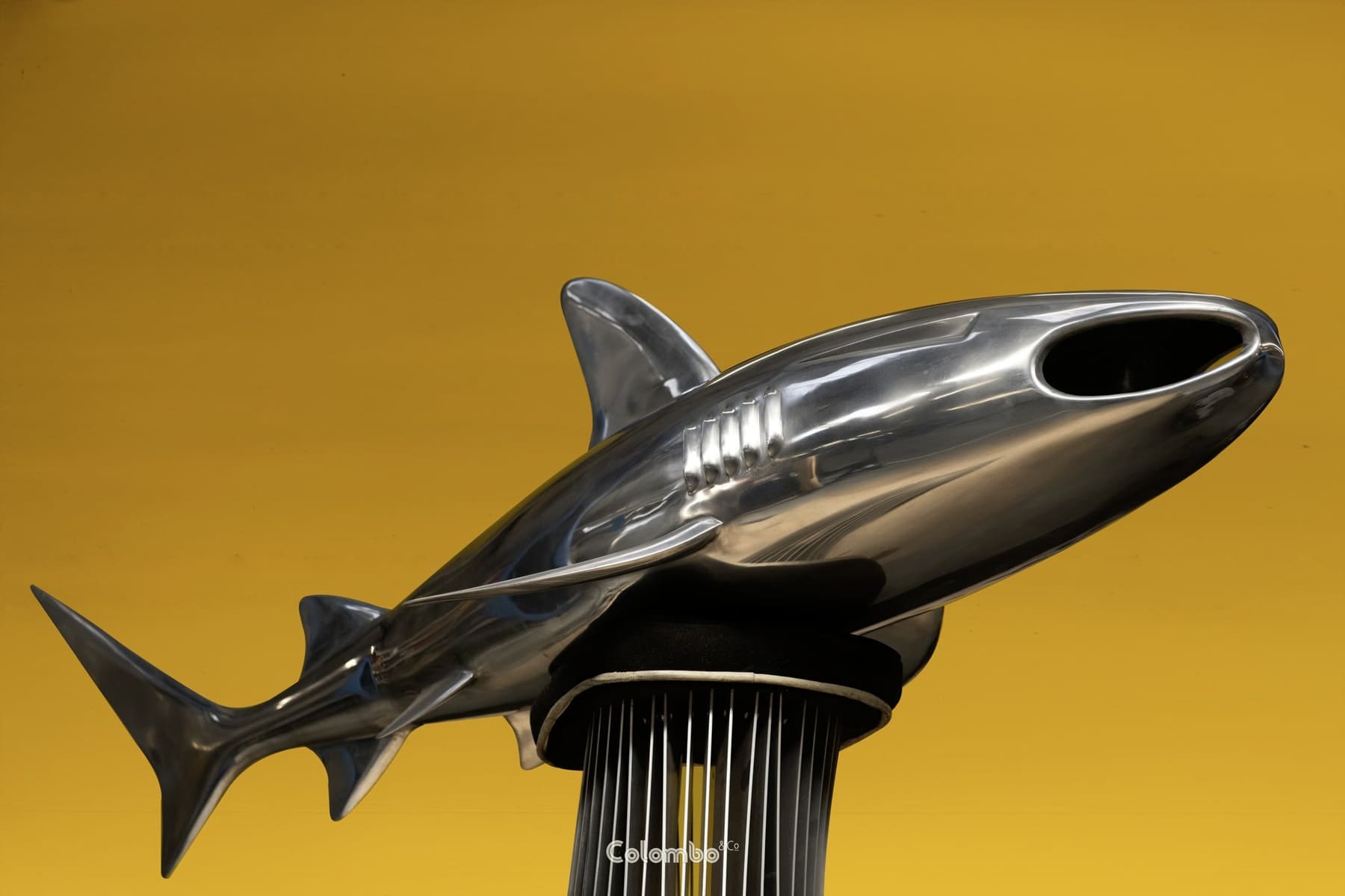 Shark Nose /7 gallery image 2