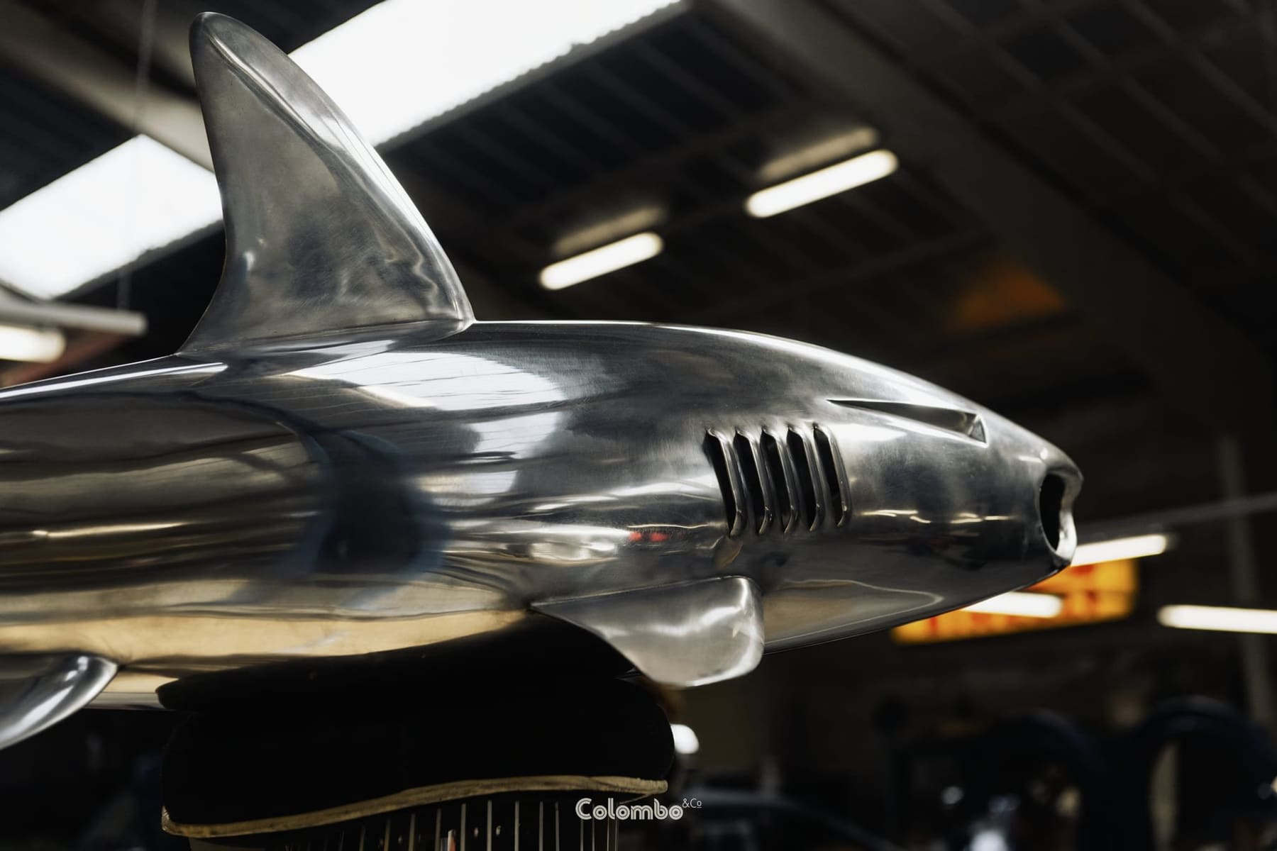 Shark Nose /7 gallery image 3