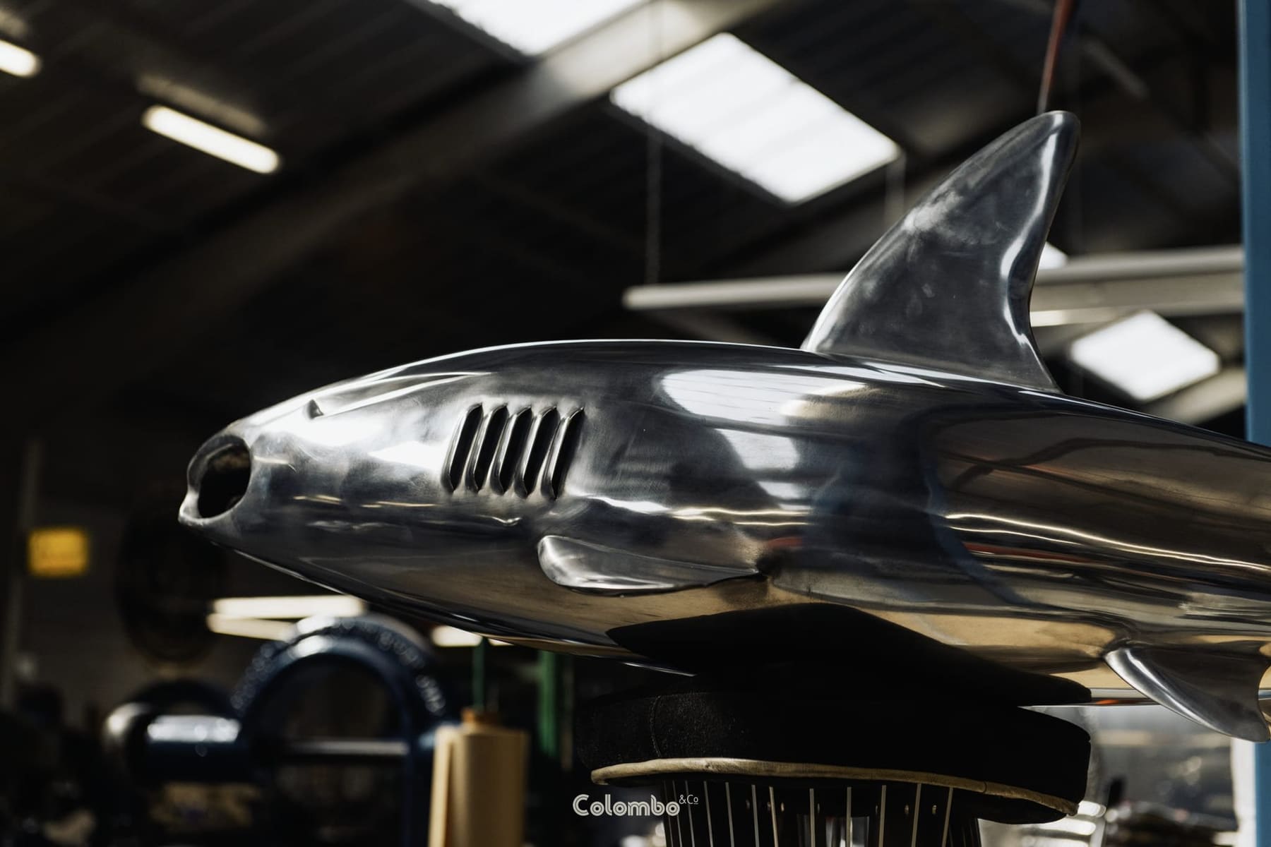 Shark Nose /7 gallery image 5